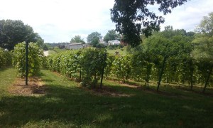 Stone Hill Vines
