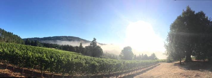 Failla Ft Ross Vineyard by Jill Davis