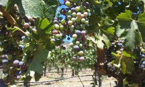 Montelena grapes