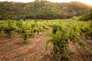 Stags Leap NeCedeMalis Vineyard Block
