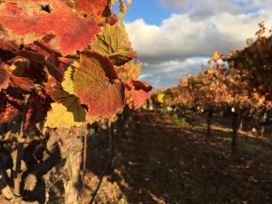 MacRostie Vineyard 3