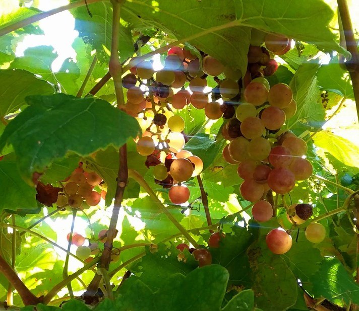 Aphrodite on vine La Chance